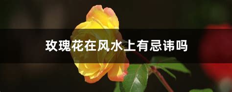 玫瑰花风水|玫瑰花在风水上有忌讳吗